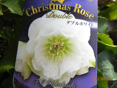 クリスマスローズ2