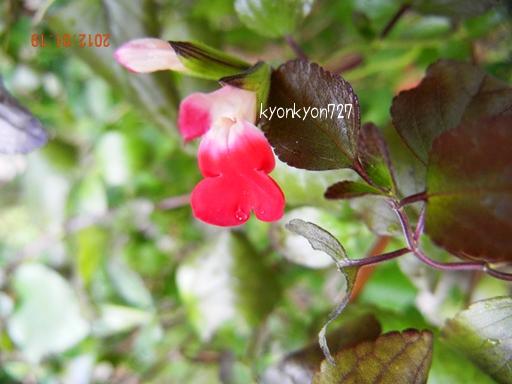 チェリーセージ・ホットリップ2