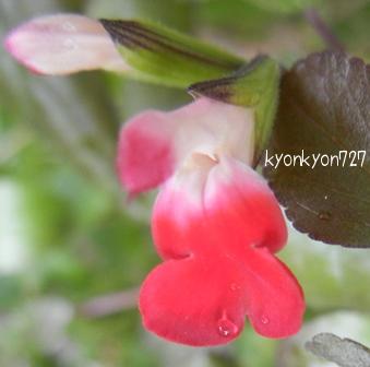 チェリーセージ・ホットリップ3