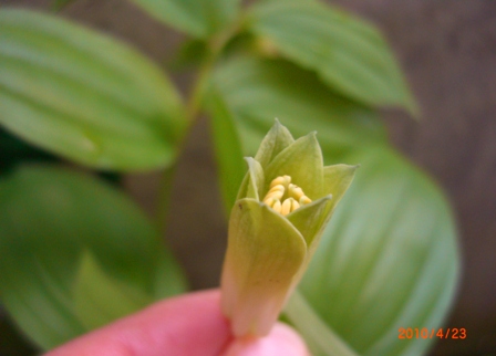 ホウチャクソウ2