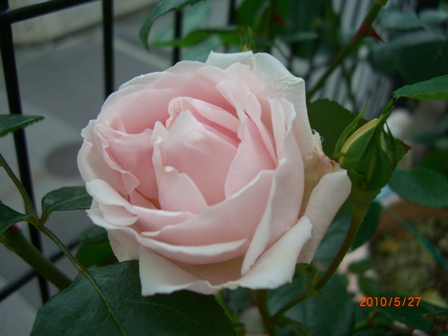 ニュードーン２