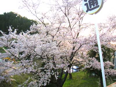 遅咲き桜.jpg