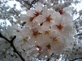 zojoji_sakura02.JPG