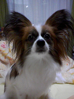PA0_0514.JPG