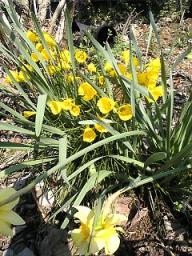 水仙「バルボコジューム」