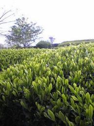 茶畑