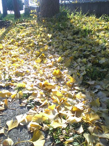 中学校のイチョウ-2