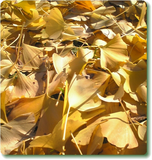 中学校のイチョウ-3