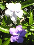 ニオイバンマツリ　紫⇒白