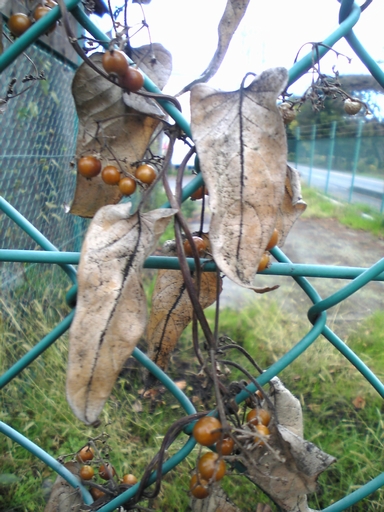 ヘクソカズラの実