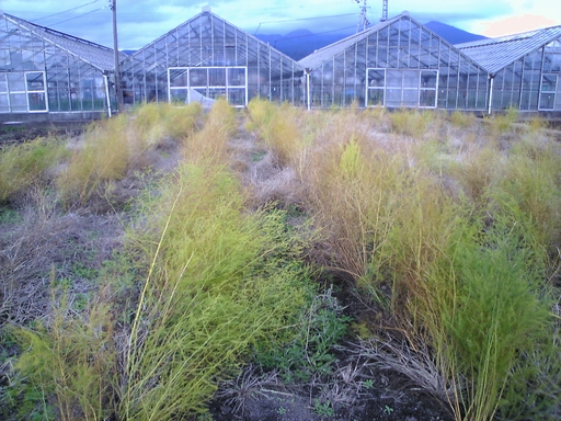 枯れたアスパラ