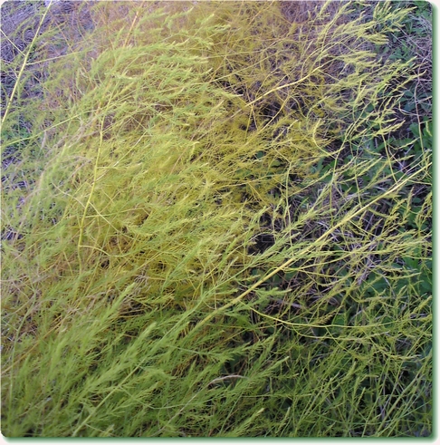 枯れたアスパラ-2