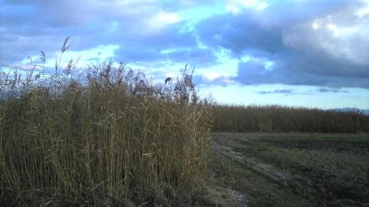 葦と東の空
