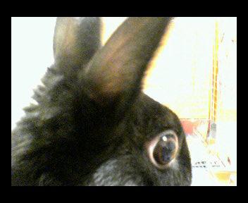 びっくりきなこ