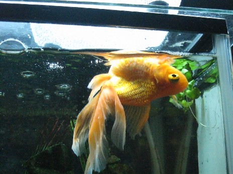 金魚の病気 赤い金魚のいるお家 楽天ブログ