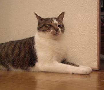 ショック