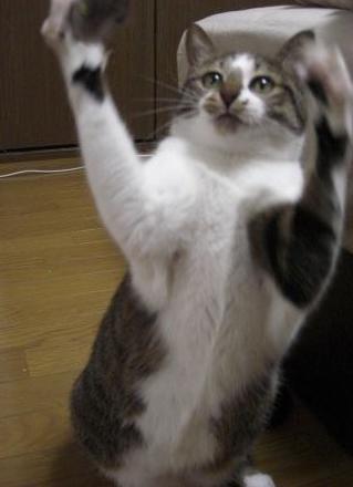 ぽっちゃりお腹