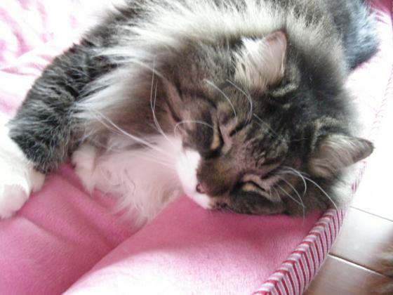 DSCN0038 JPEGムサシ.jpg