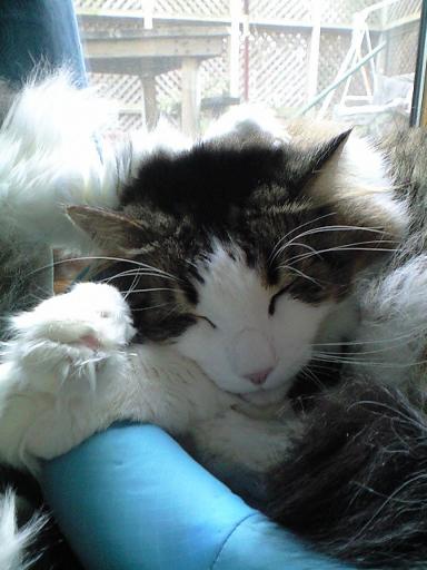 ムサシの足の下