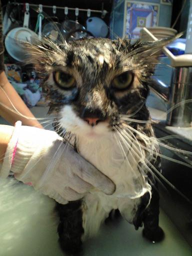 ムサシ変な顔１