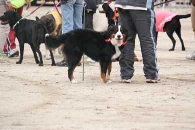 大型犬がうようよ。