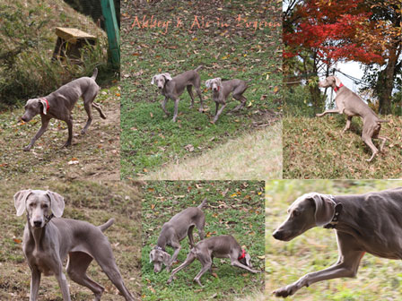 試作品のお陰で太りそう。