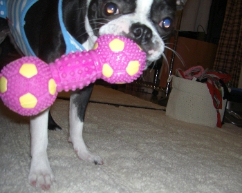 お気に入りピンク