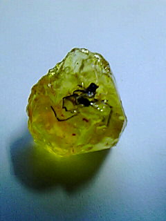 コーパル　虫入り