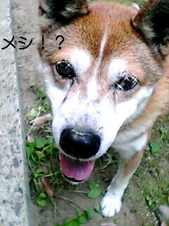 メシ？くれ！くれ！