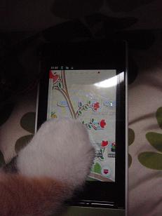 猫とスマホ