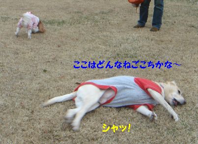 ごろん２.jpg