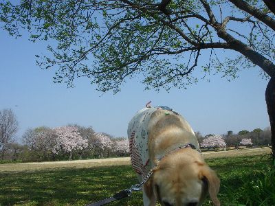 さくら.jpg