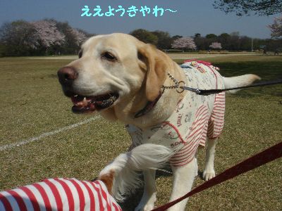 ぴっと.jpg