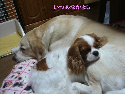 ねんね４.jpg