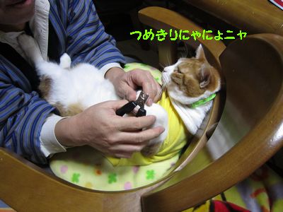 つめきり１.jpg