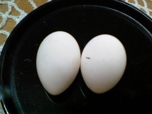 tamago2