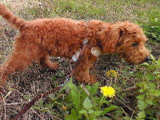 タンポポと仔犬・・・晩秋だけど