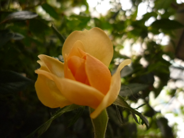 P1010632.JPG