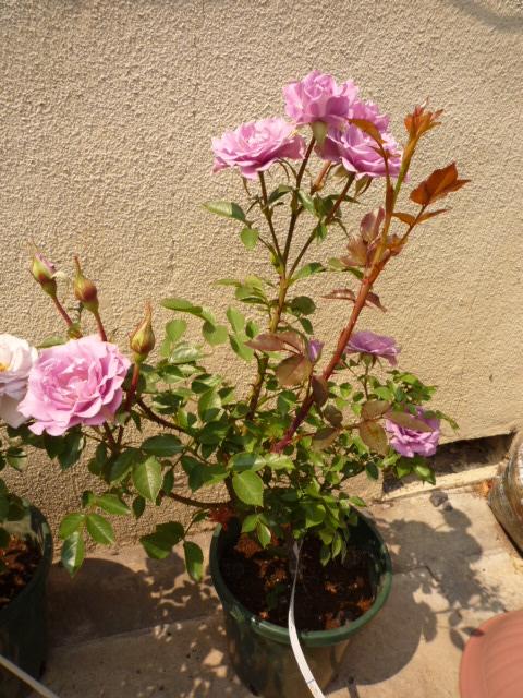 P1010660.JPG