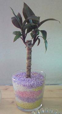 カラーサンド植え