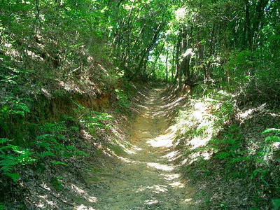 ハイキング道.jpg