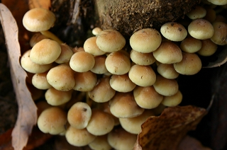 西山トレイルきのこ