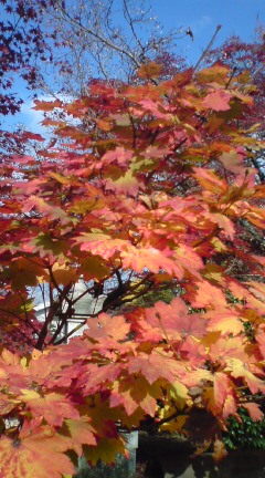 紅葉