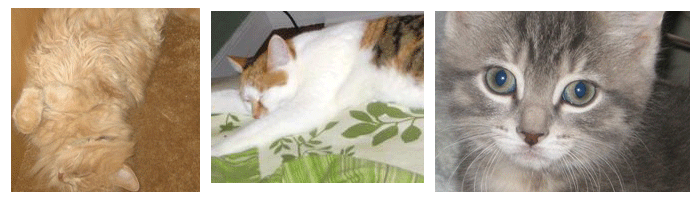 アメリカ、やや北の国生活???