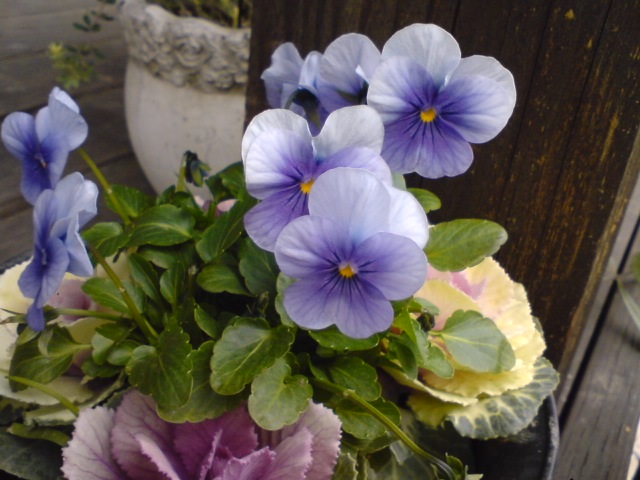 ブルービオラ寄せ植え.jpg
