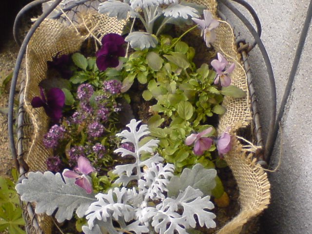 東通路ワイヤーバスケット寄せ植えアップ.jpg