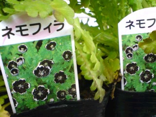 ネモフィラブラック.jpg