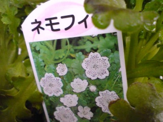 ネモフィラホワイト.jpg