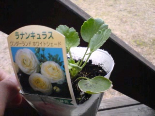 ラナンキュラス.jpg