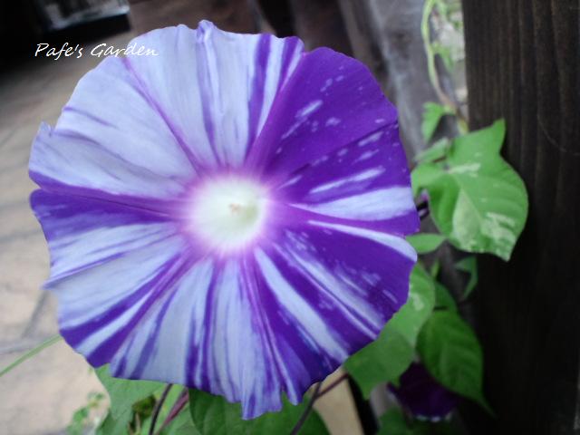 CA3G2387.jpg